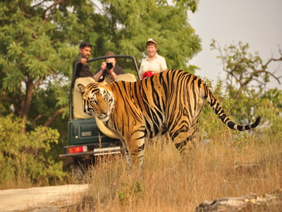 Wildlife Tour Package